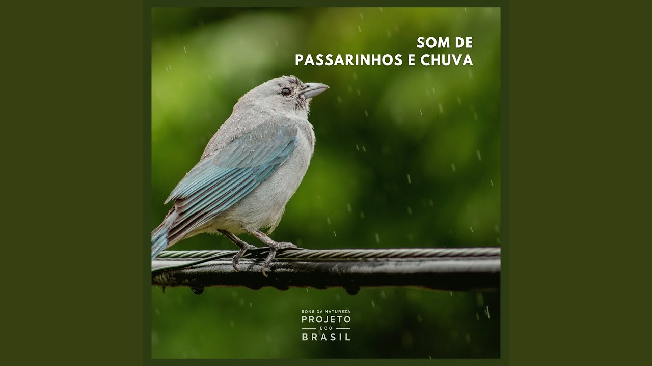 Som de Passarinhos e Chuva (Pt. 27) auf YouTube ansehen