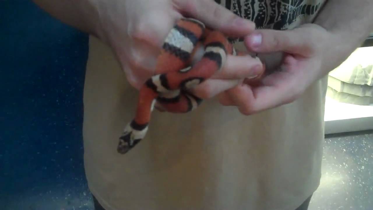 tarantula spider THE NEW GUY INTRODUCES A LOUISIANA MILKSNAKE