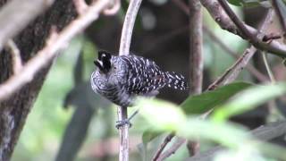 Barred Antshrike at Xandari Resort