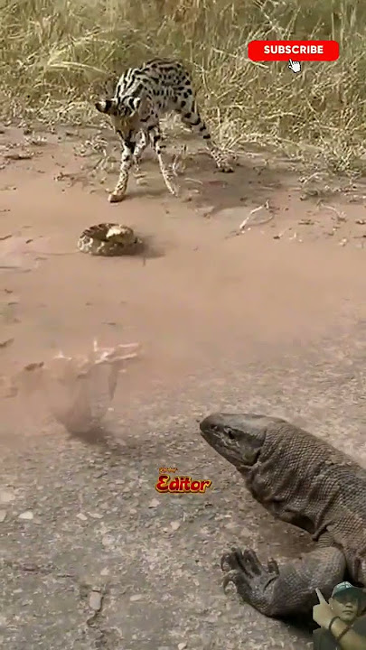 BIAWAK DEKATI KUCING HUTAN YANG SEDANG BERSETERU DENGAN ULAR #shorts#animals#wildcat#snake#biawak