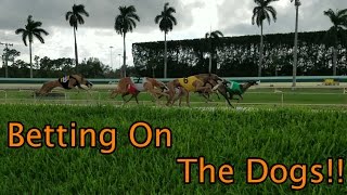 A Day At The Dog Races In Palm Beach