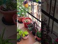 Garmi se Plants ka ho raha Bura haal 🪴 #youtubeshorts #comedy #garmi