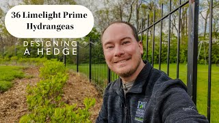Planting a Hedge of 36 Proven Winners Limelight Prime Hydrangeas (Helpful Hedge Planting Tips) Net Worth