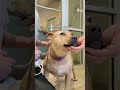 This dog had the longest stay in the animal shelter's history. Now, she has a home of her own