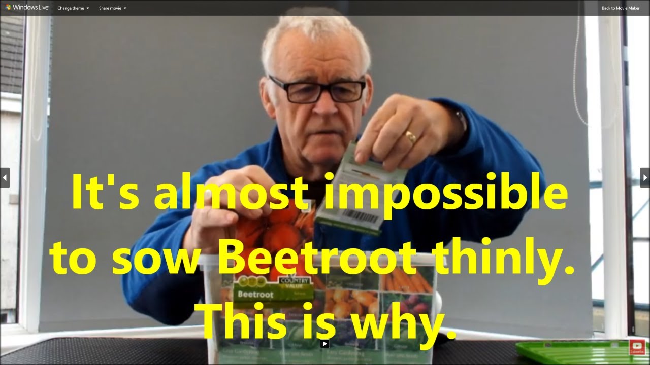 Выращивание свеклы. Загадка выращивания свеклы разгадана. Посеять свеклу негусто практически нево...