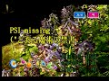 川田まみ (카와다 마미) - PSI-missing (KY 42830) 노래방 カラオケ