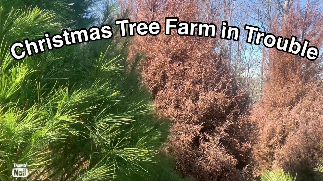 Our Christmas Trees Are Dying ! YouTube