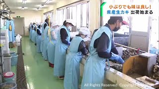 生食用宮城県産カキ出荷始まる　前年より安値で取引（20211011OA)