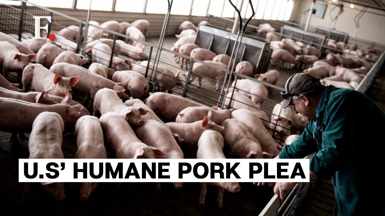 US Supreme Court Upholds California Law That Bars Pork Sales from Pigs