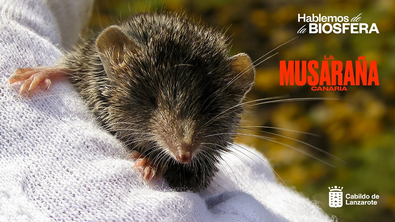 Hablemos  de la Biosfera. La Musaraña Canaria. 29/04/2023