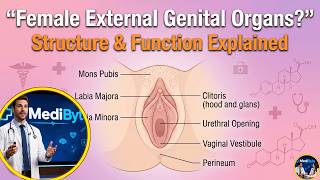 Female External Genitalia Explained: Structure, Function & Protection | MediByte