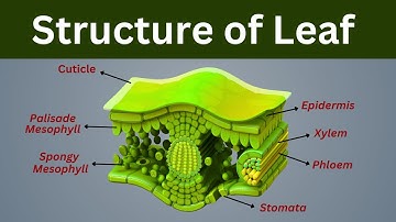 Internal structure of Leaf, Leaf structure, Biology