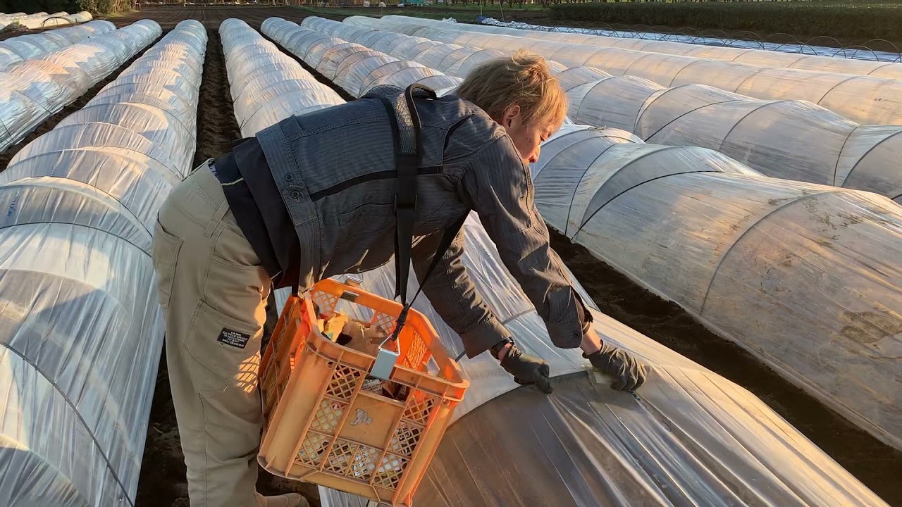 初夏ネギ　トンネル掛け⑤ パッカー止め