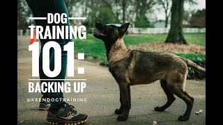 Dog Training 101: Backing Up