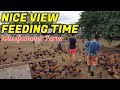 NICE VIEW FEEDING TIME Windjammer Farm
