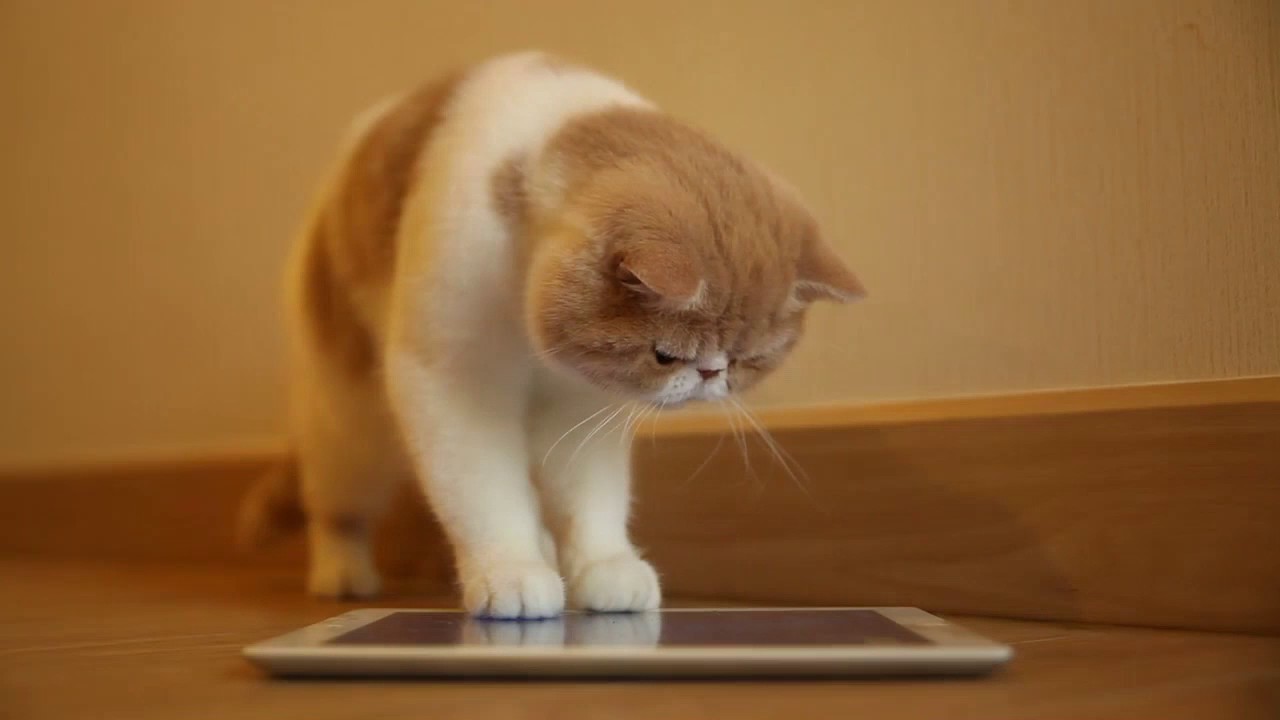 Mr Wigglebutt McKittens found a purrrty awesome home on QuayTeam.com