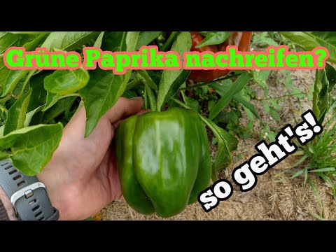 Video: Wie Man Grüne Paprika Lagert