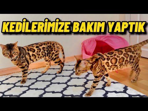 GECE TARANMAKTAN KORKTU KEDİLERİMİZE BAKIM YAPTIK HAFTALIK  EV VLOG !