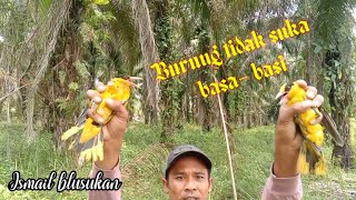 lansung 2 ekor ga pake basa basi. dan cara memasang pulut tarik.