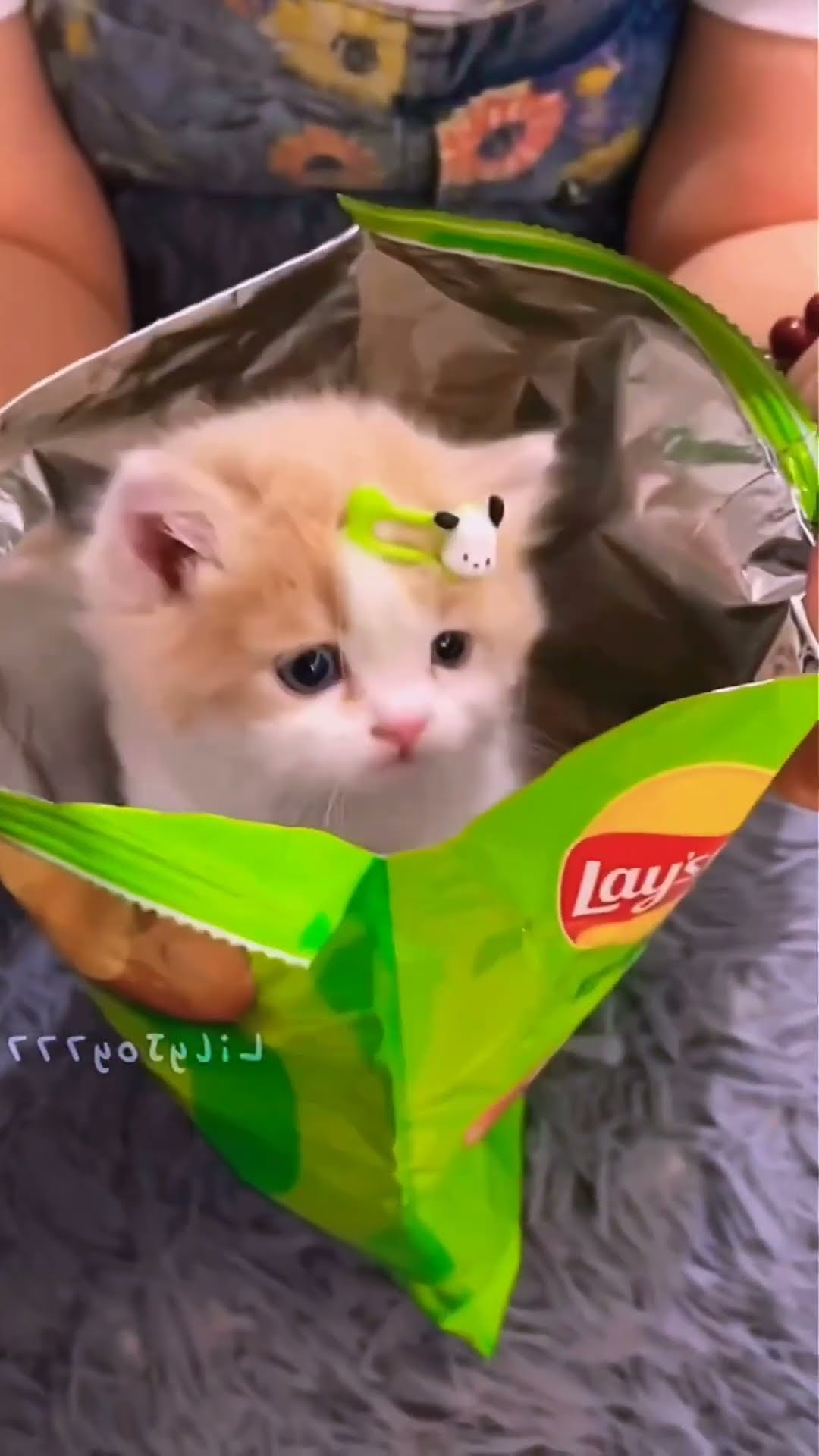 chips surprise cute puppy #shorts