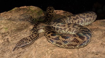 SPOTTED PYTHON  #Antaresia maculosa