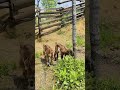 Sunny Day and the Baby Goats Finally Start Grazing 🌿☀️ #cute #beautifullgoats #cutefarmanimal