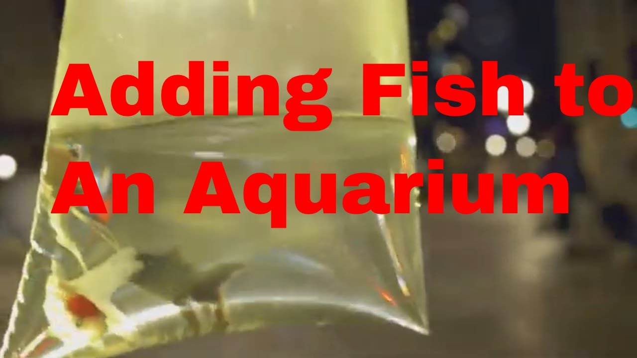 How to Introduce Fish to a New Aquarium: Easy Steps! - YouTube