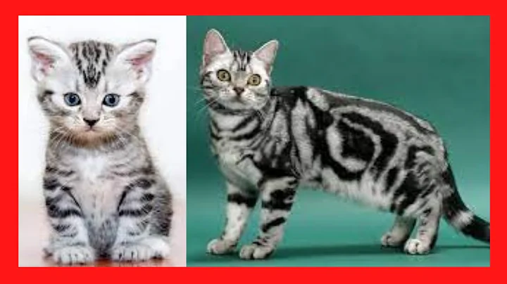 Video 799161: american shorthair, gato american