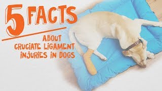 5 Things Dog Owners Need to Know About Cruciate Ligaments