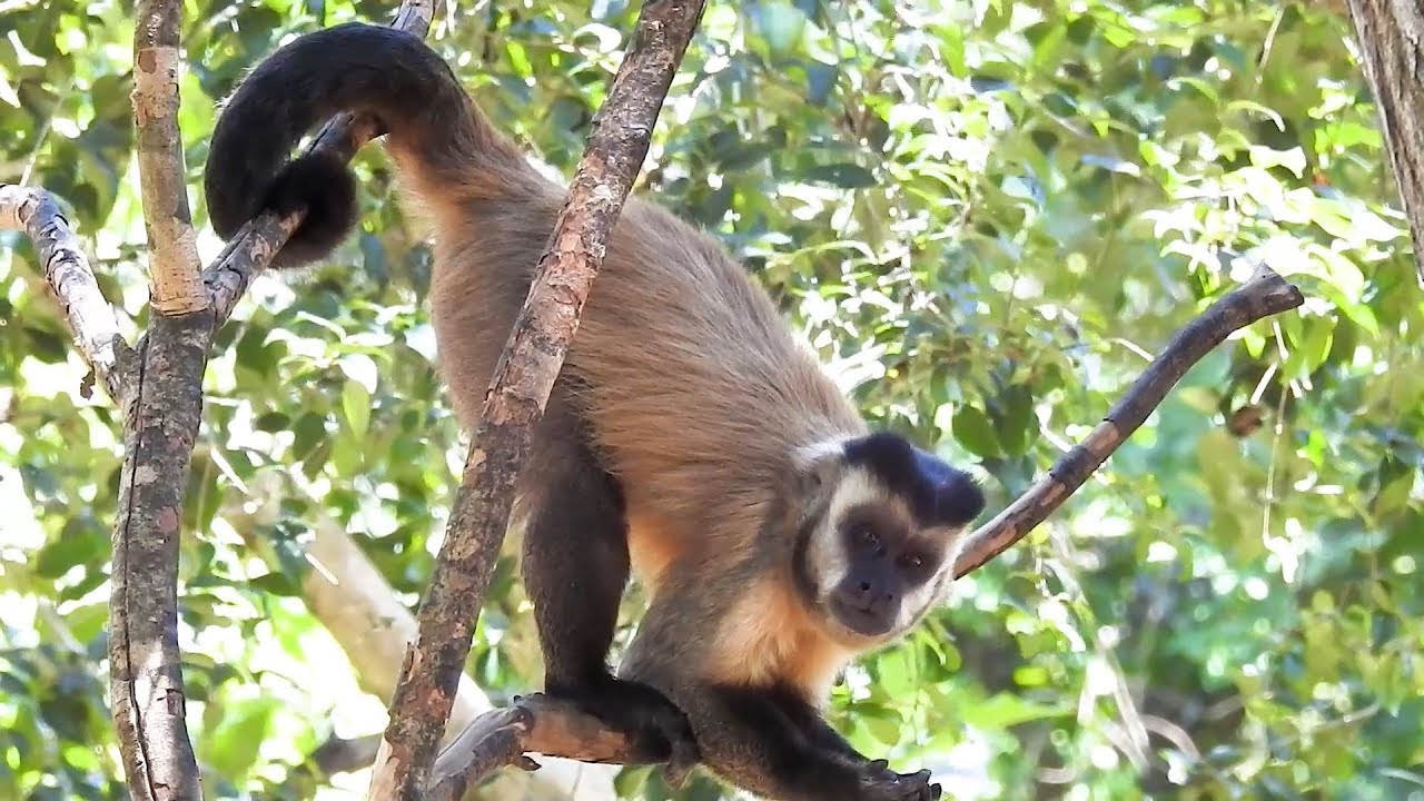 Sapajus cay (Macaco-prego-de-Azara) - Museu do Cerrado