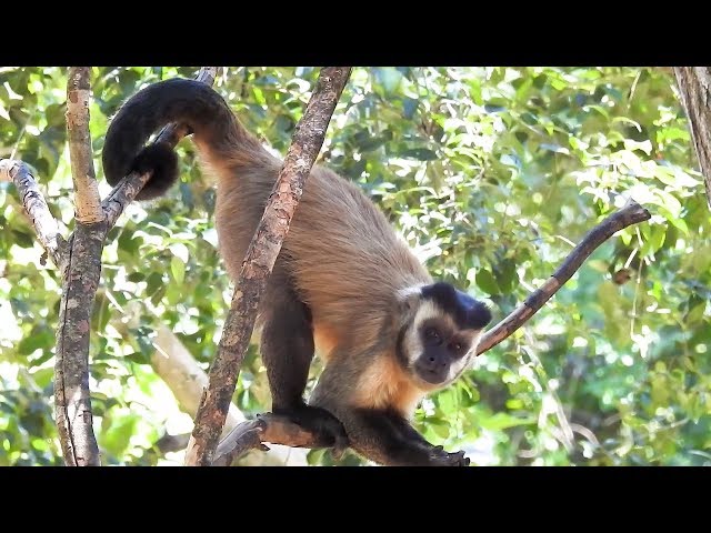 Sapajus cay (Macaco-prego-de-Azara) - Museu do Cerrado