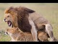 Wild Animals Mating 2015 ♥♥♥ Lion Mating Compilation 2015 HD ✤✓
