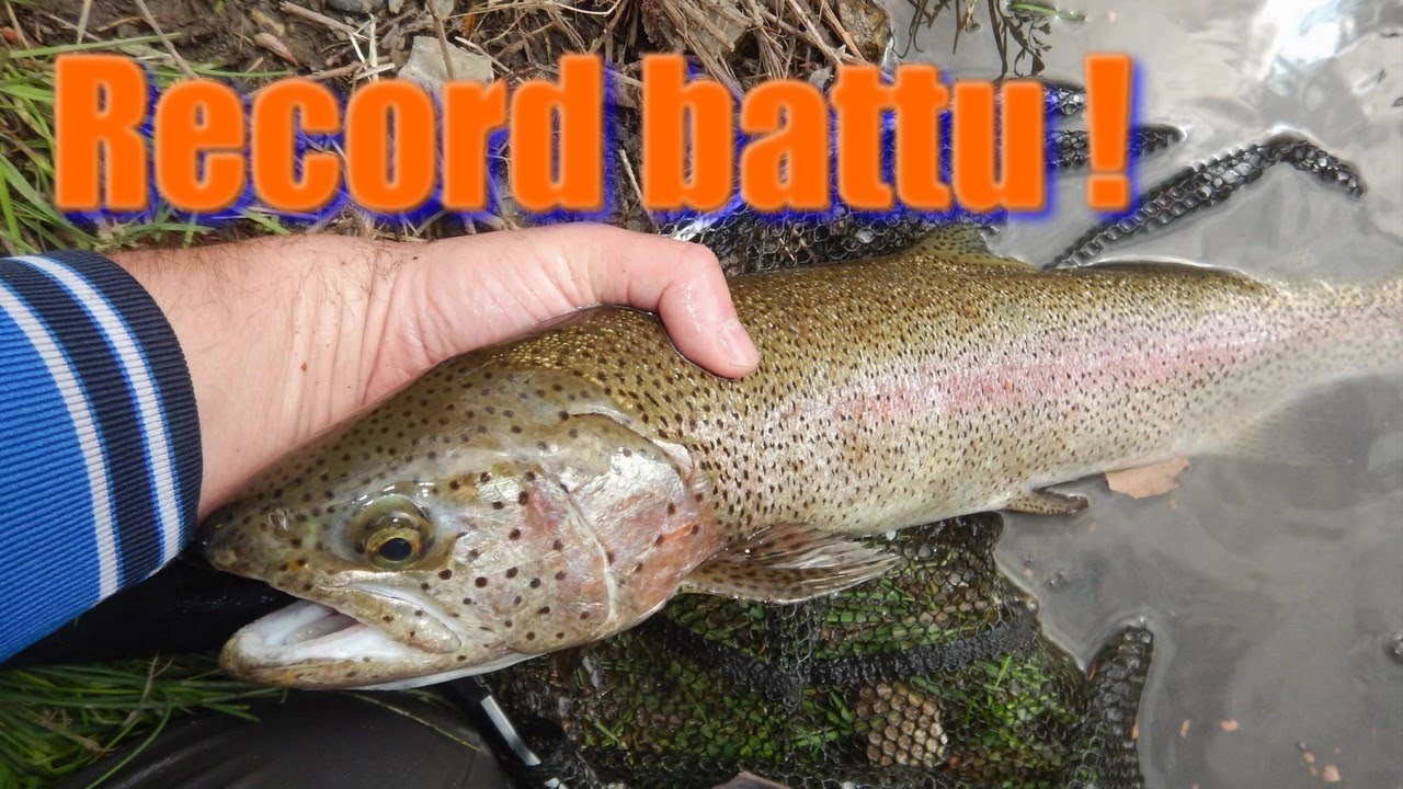 Premières truites de la saison, record battu 2 fois !