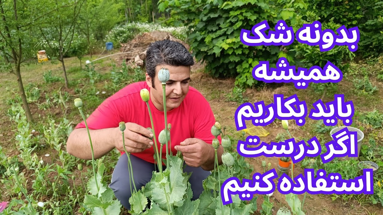 کاشتن خشخاش ؛به مرحله آخر رسیدم و برداشت محصول از باغچه