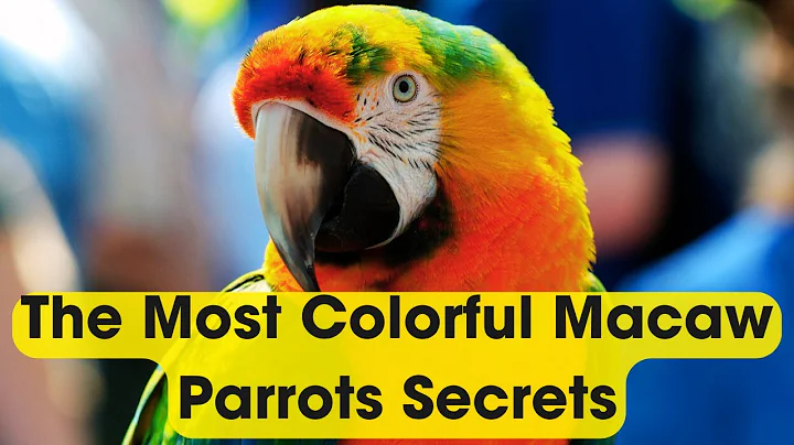 The Majestic Macaw Secrets You Should Know | The Most Colorful Macaw In Amazon Rainforest