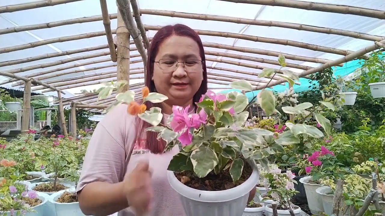 POTTED BOUGAINVILLEA READY TO SELL HERE AT ROYALE GARDEN / MEDIUM SIZE ROOTED BOUGAINVILLEA SA PASO