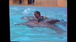 Dolphin Show - Busch Gardens - 1991 - Florida Phlash Backs