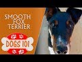 Dogs 101 - Smooth Fox Terrier - Top Dog Facts About the Smooth Fox Terrier