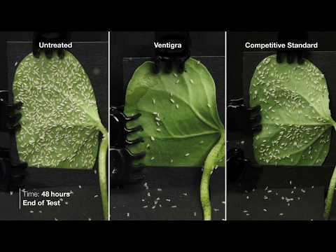 Video: Irriterande Whitefly