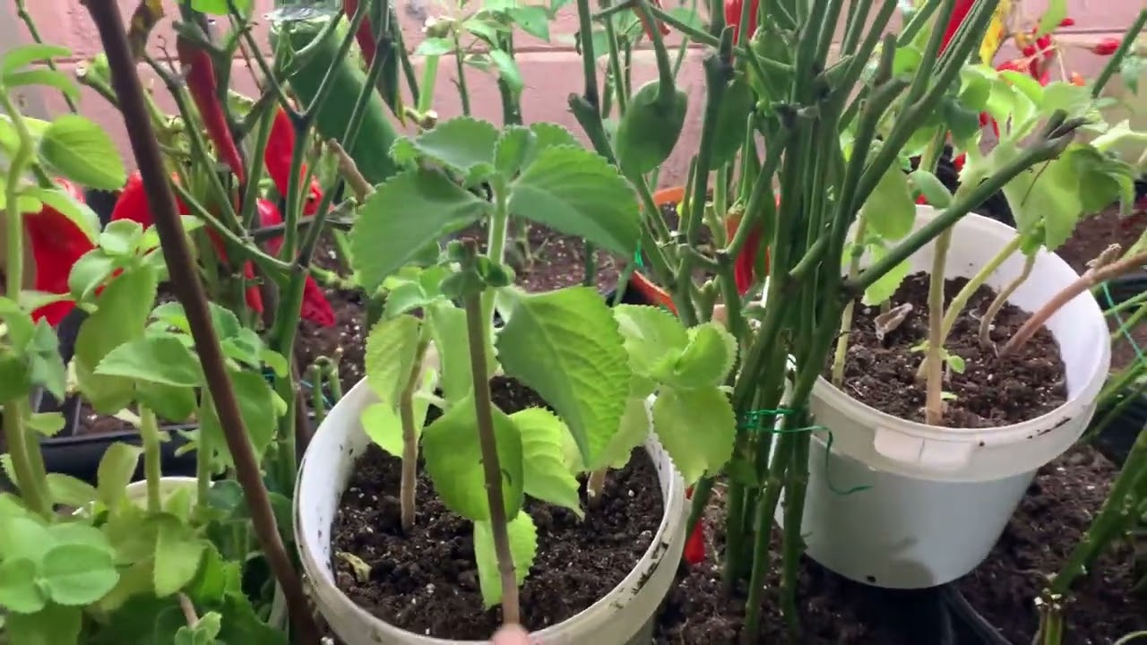 Indoor Planting Update & Pepper Harvest on Nov 24, 2022.