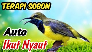 Download Lagu Sogon Bird Sound Masteran – Audio Volume Tinggi untuk Hasil Maksimal MP3