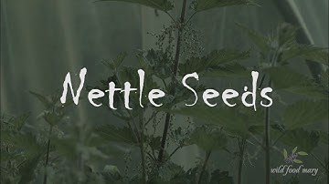 Nettle Seed Harvest And Preserve.