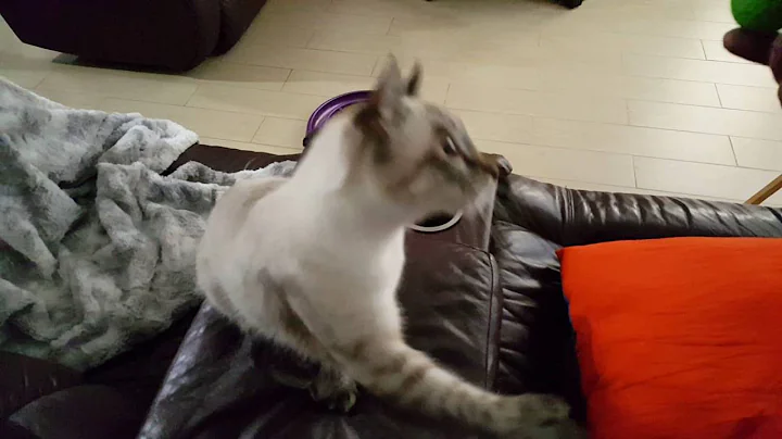 Watch the video about Highlander cat fetching ball