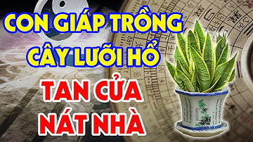 Tuổi Này Tuyệt Đối CẤM TRỒNG CÂY LƯỠI HỔ Trong Nhà Kẻo ỐM ĐAU TRIỀN MIÊN, Tiền Vàng Đội Nón Ra Đi
