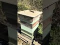 The UK’s Most Dangerous POTA activation spot‼️ #hamradio #radio #POTA #bees #military