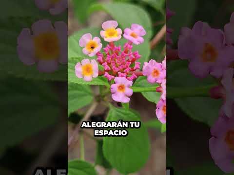 Video: Conseguir mariposas en el jardín: atraer mariposas con plantas de lantana