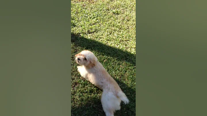 Playing Ball