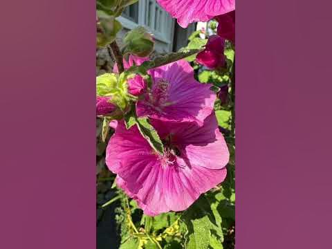 Insektenfreundlicher im Juni! insektenfreundlich YouTube