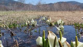 【HD】【ASMR・BGM】Waking up Skunk Cabbage in the Spring River水芭蕉の目覚め