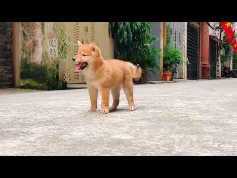 Video Shiba Inu giống chó hoàng gia Nhật Bản - youtube